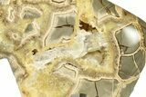 Calcite-Filled Polished Septarian Bison - Utah #264587-1
